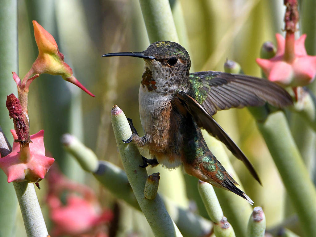 Hummer9.jpg