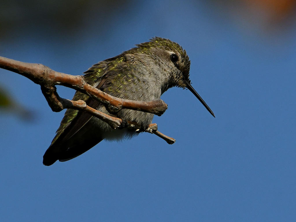 Hummer9.jpg