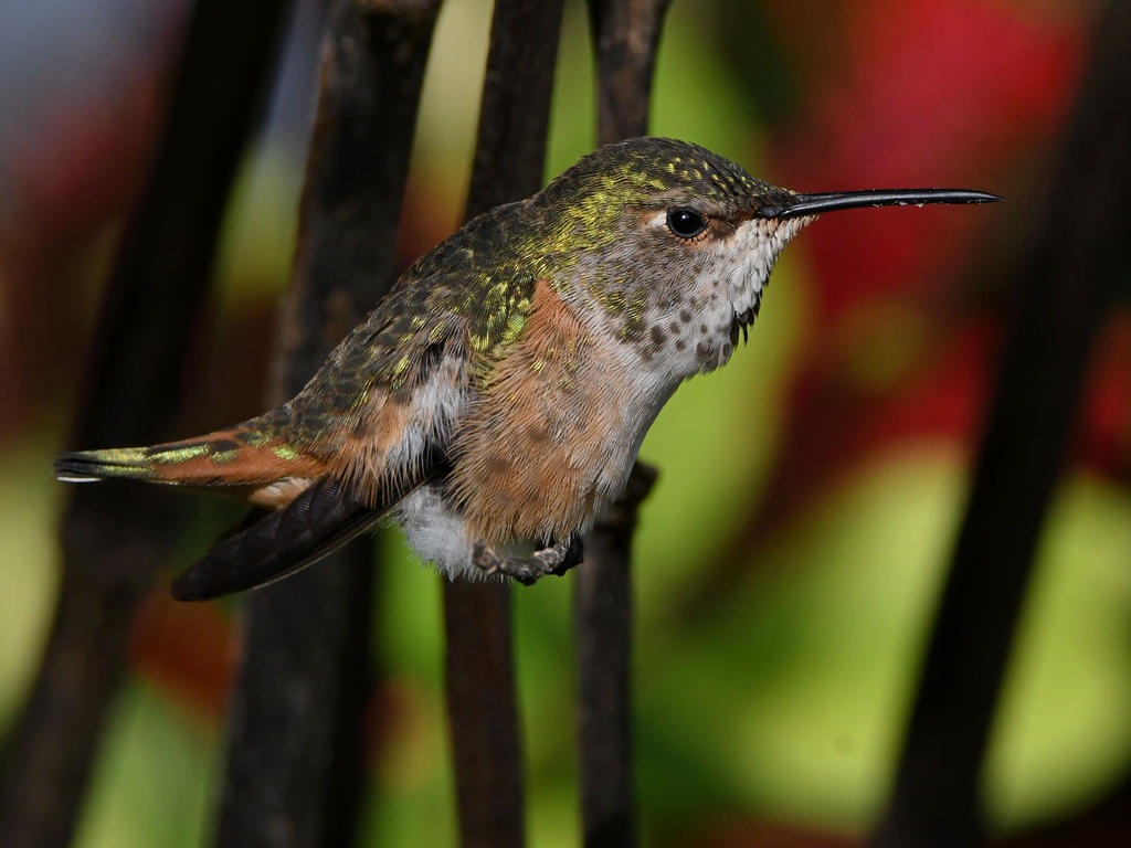 Hummer9.jpg