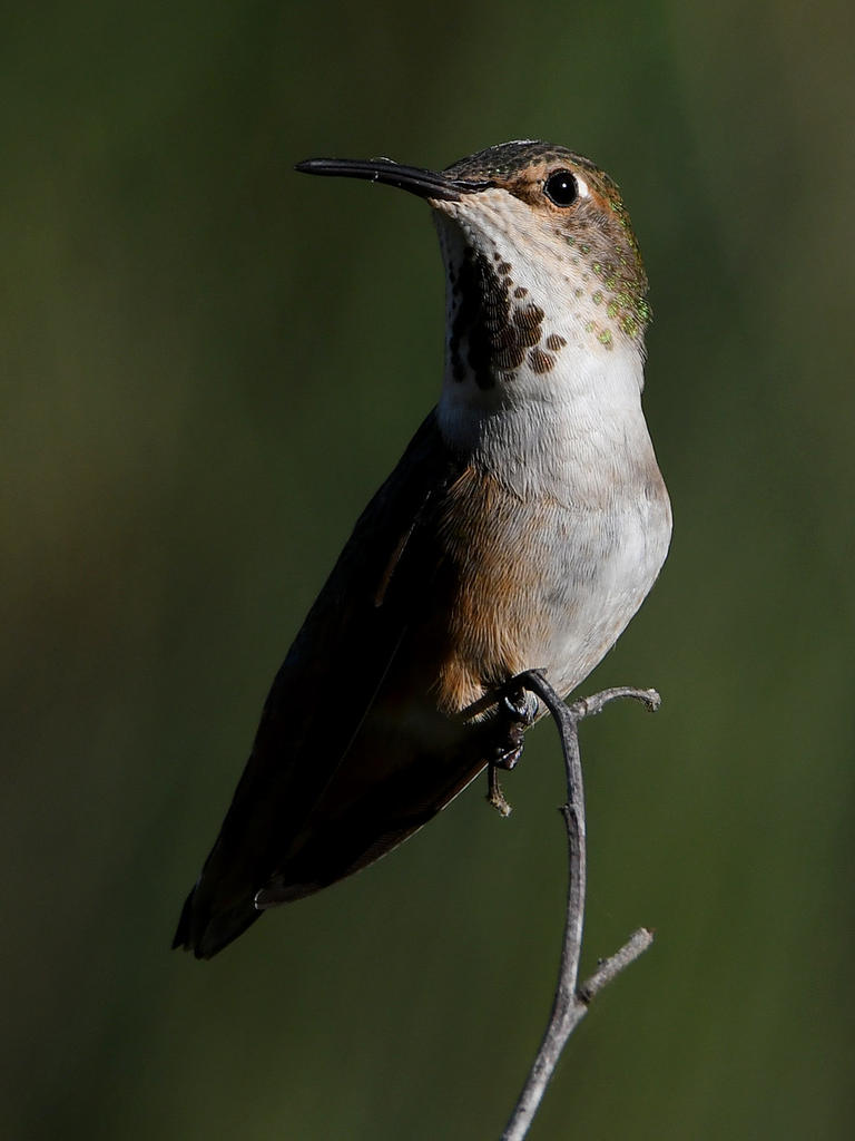 Hummer9.jpg