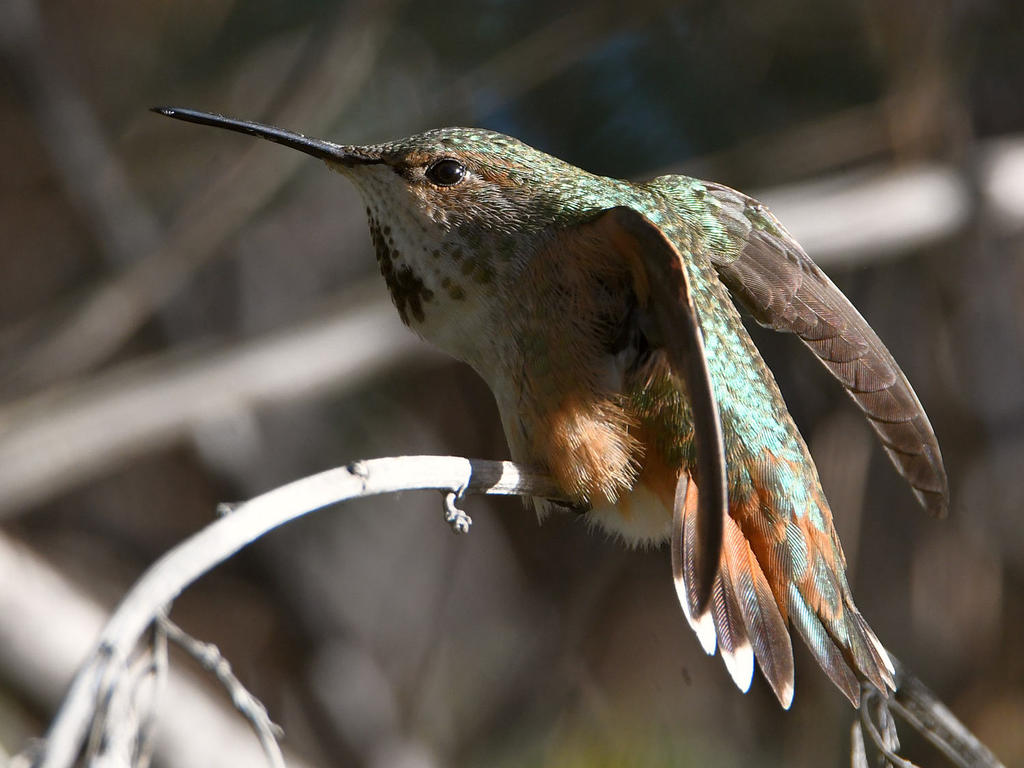 Hummer9.jpg