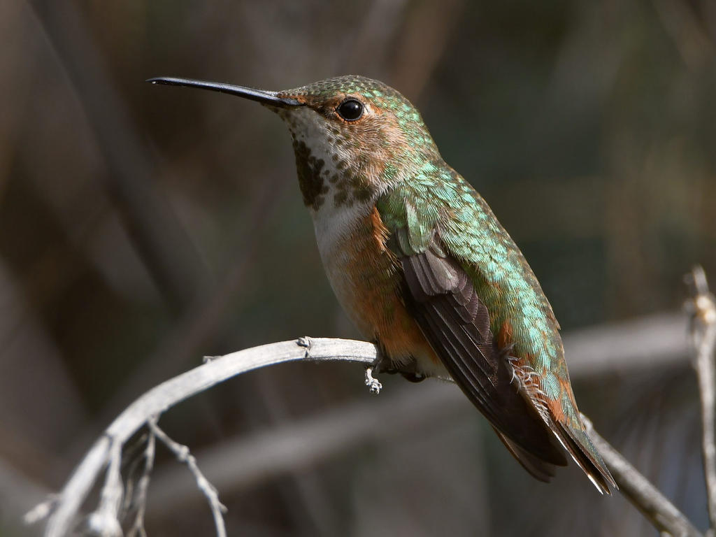 Hummer9.jpg