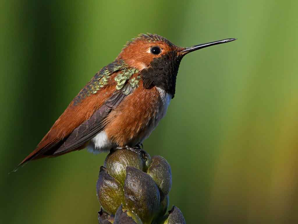 Hummer9.jpg