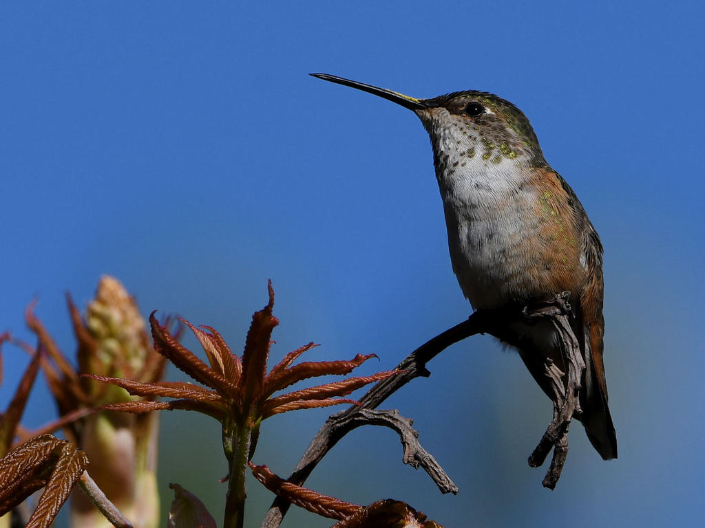 Hummer9.jpg