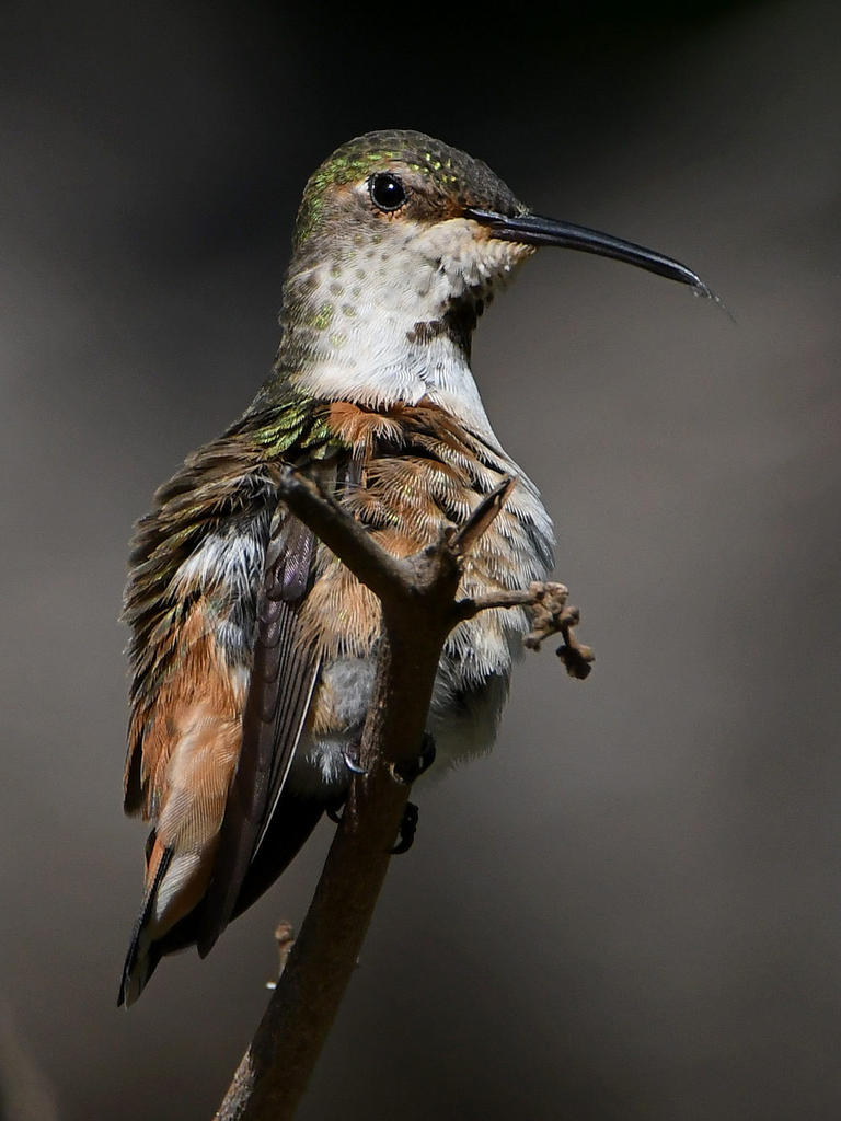 Hummer9.jpg