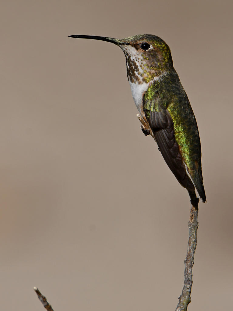 Hummer9.jpg