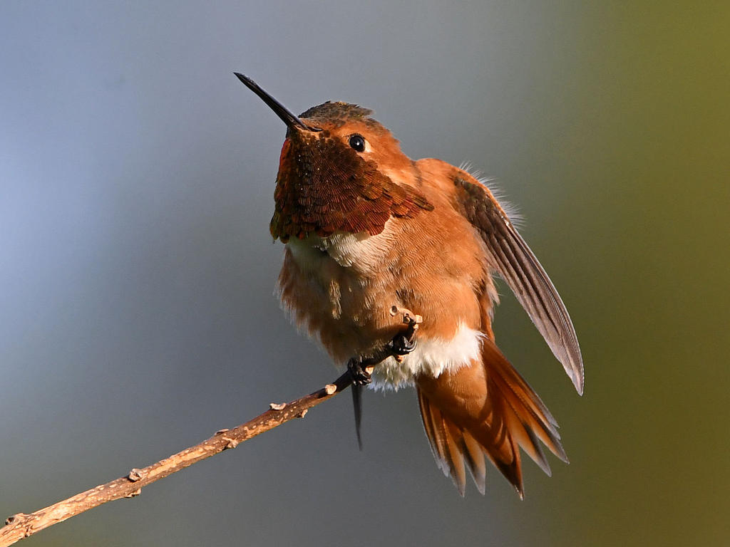 Hummer9.jpg