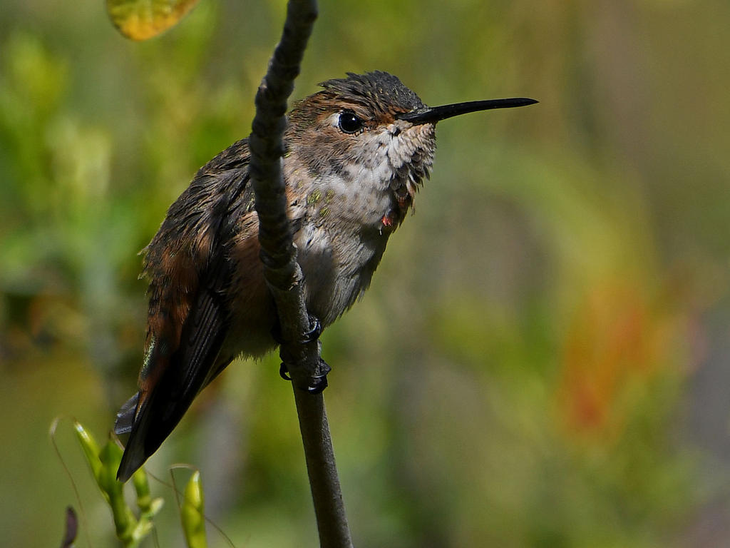 Hummer9.jpg