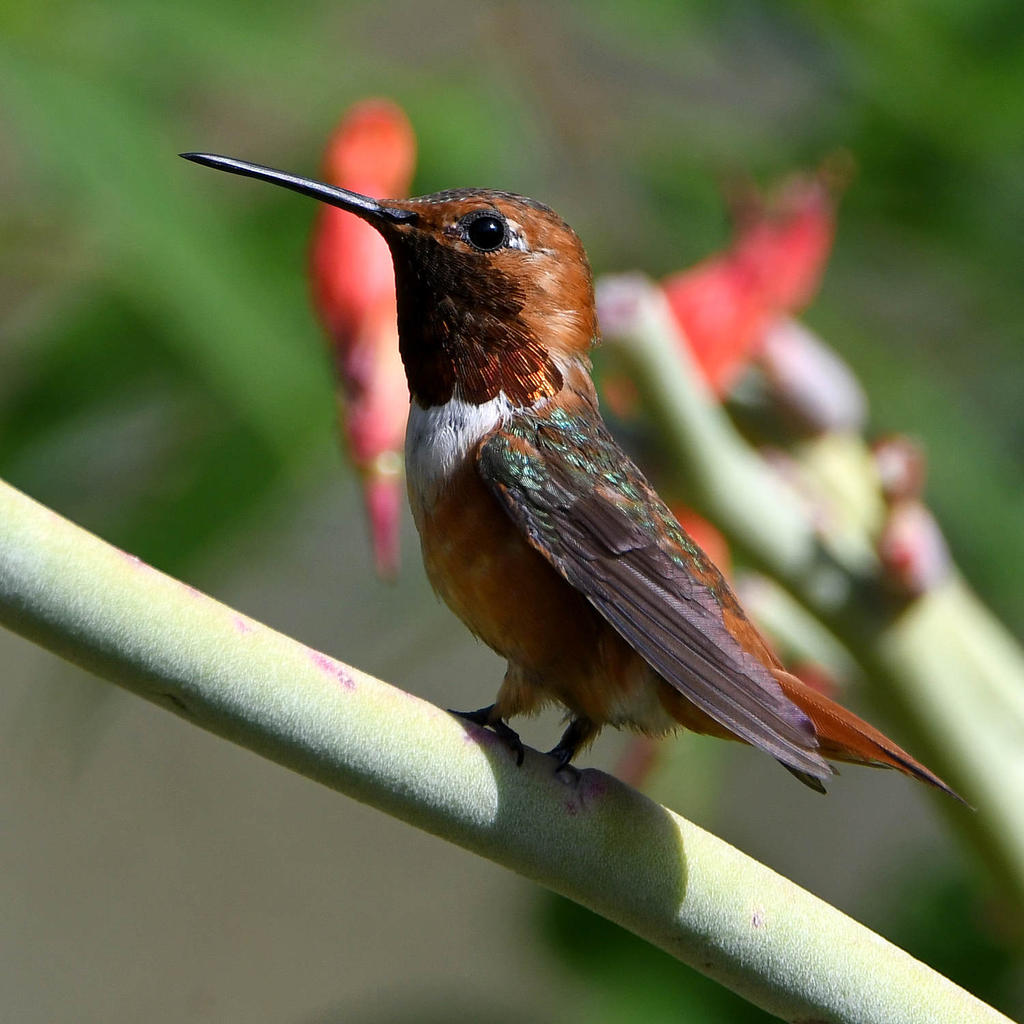 Hummer9.jpg
