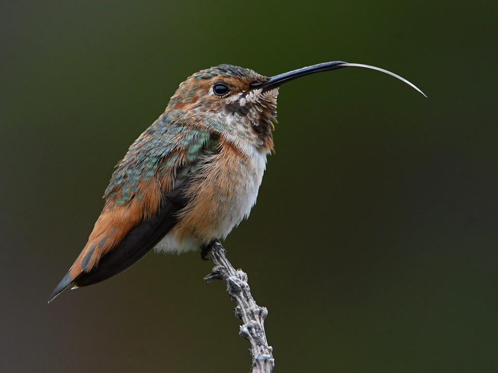Hummer9.jpg