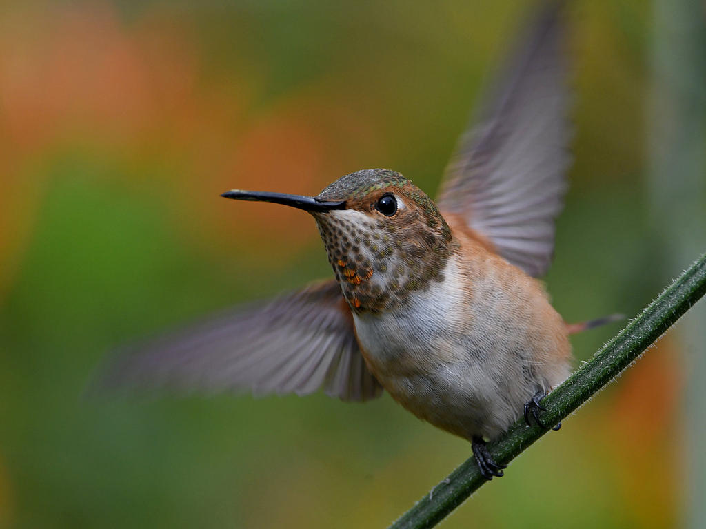 Hummer9.jpg