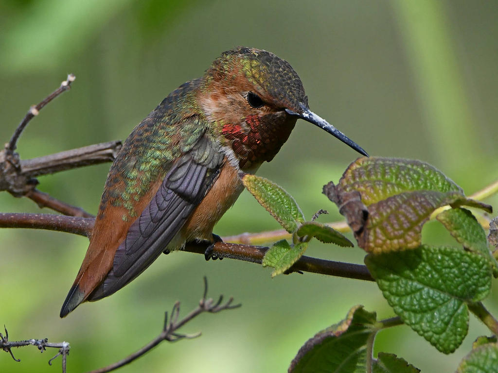 Hummer9.jpg