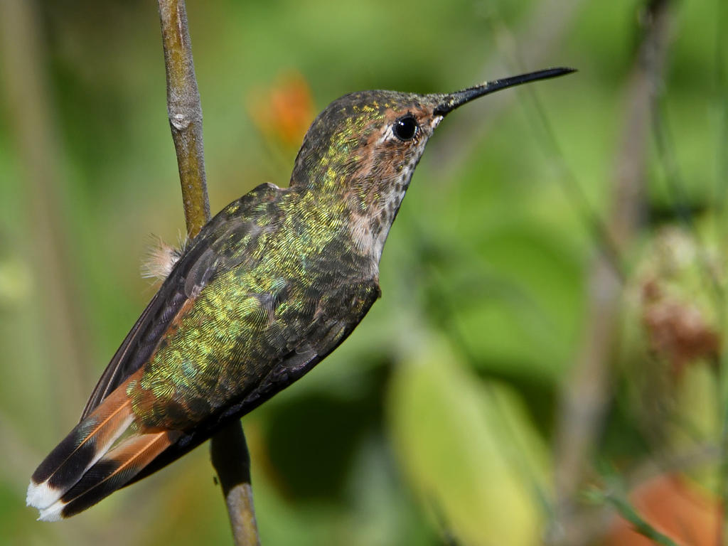 Hummer9.jpg