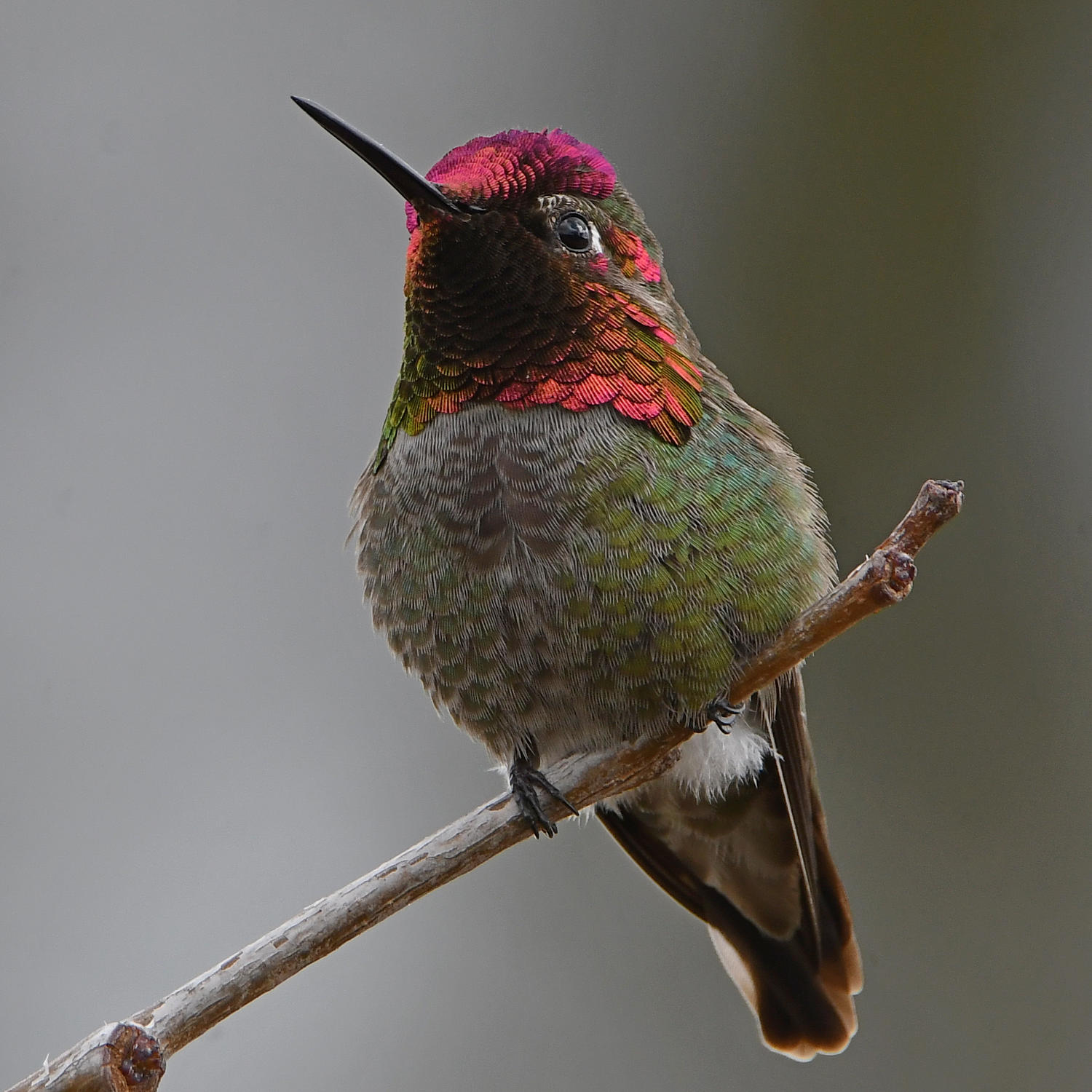 Hummer9.jpg