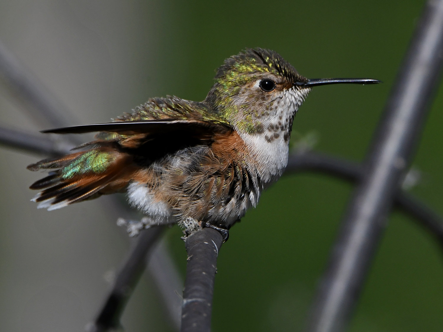 Hummer9.jpg
