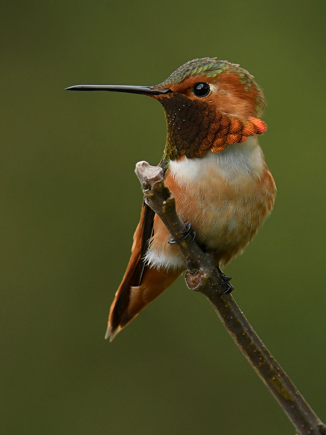 Hummer9.jpg
