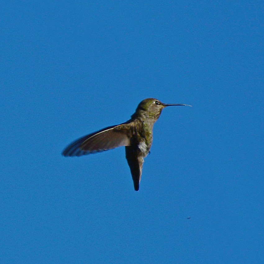 Hummer9.jpg