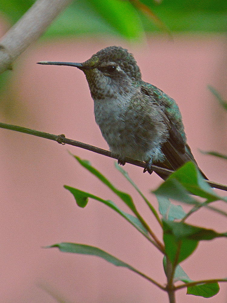 Hummer9.jpg