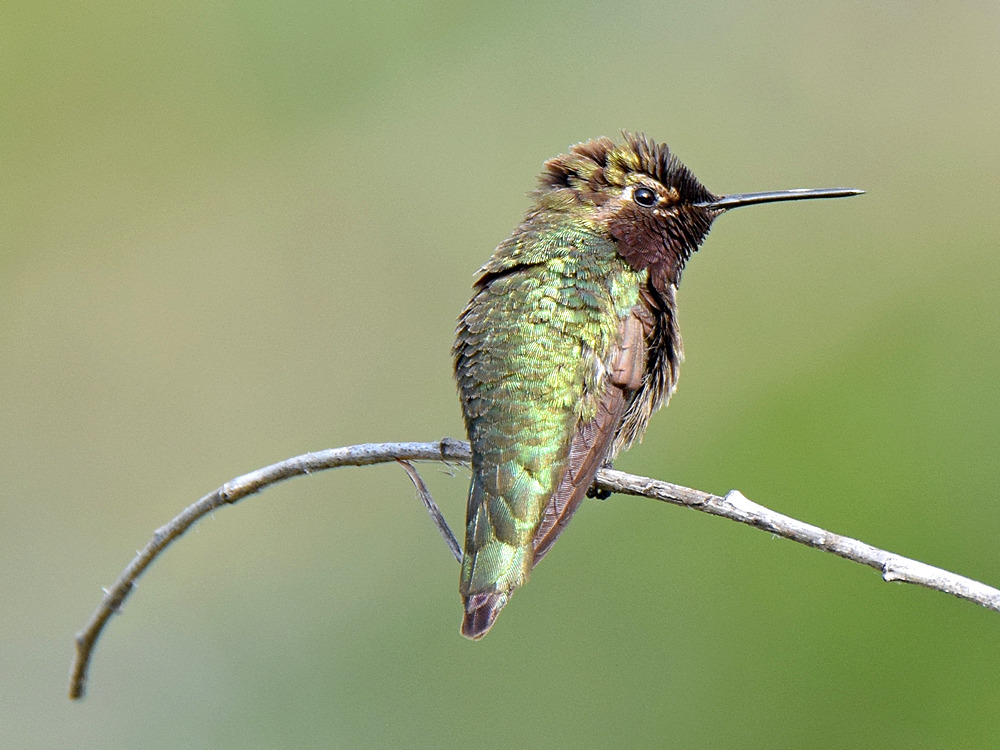 Hummer_2015_05_13.jpg
