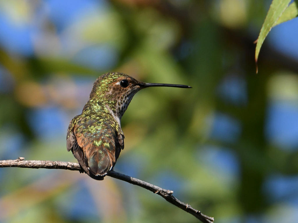 Hummer_2022_09_06.jpg