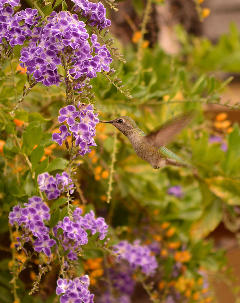 Hummer_on_wing.jpg