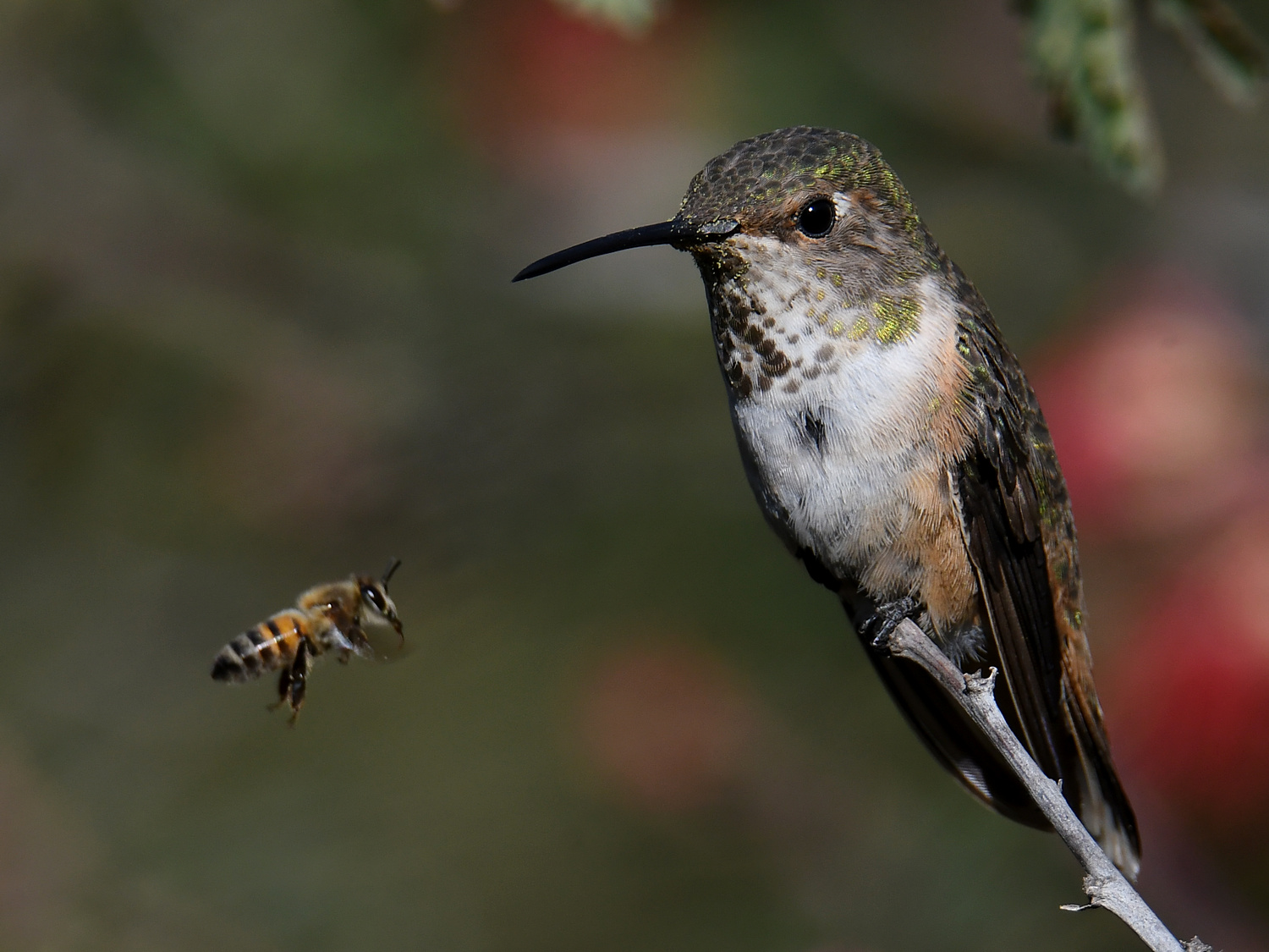 HummerBee2.jpg