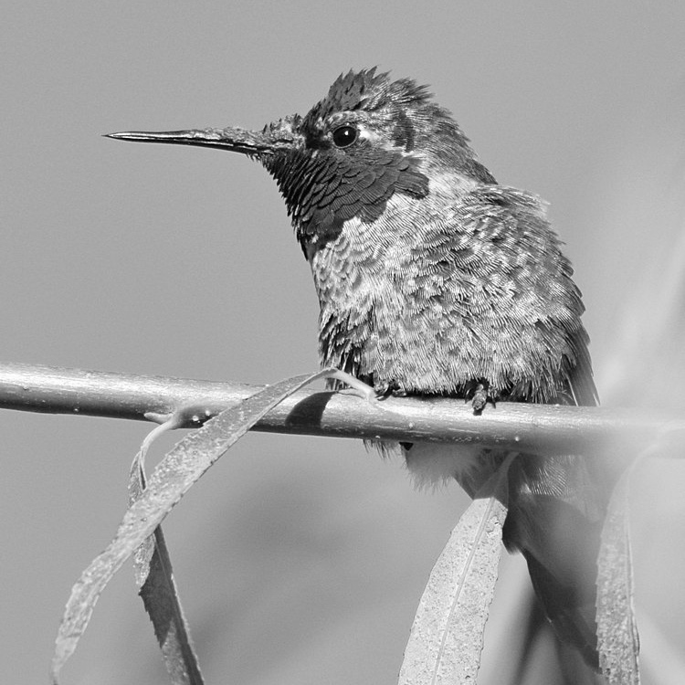 HummerBW.jpg