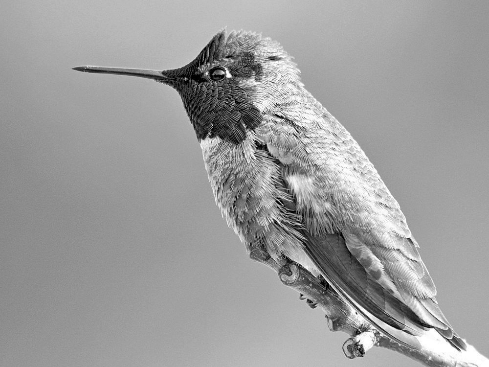 HummerBW.jpg