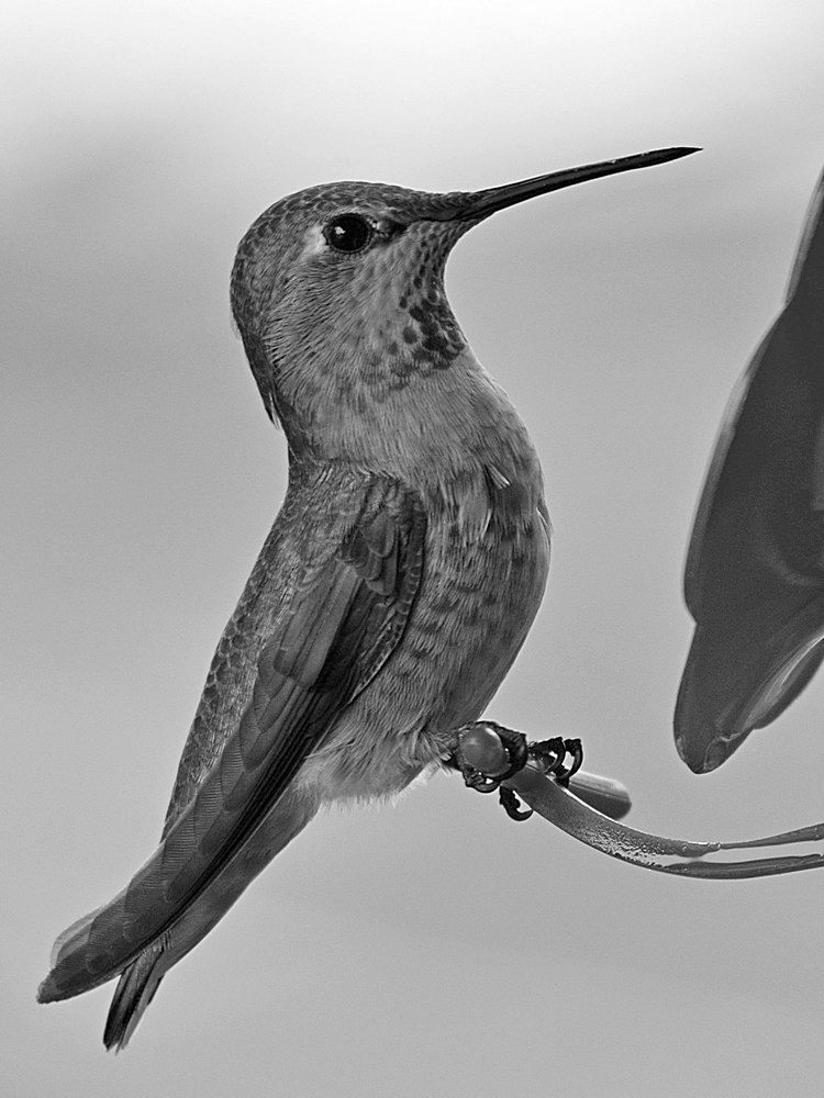 HummerBW.jpg
