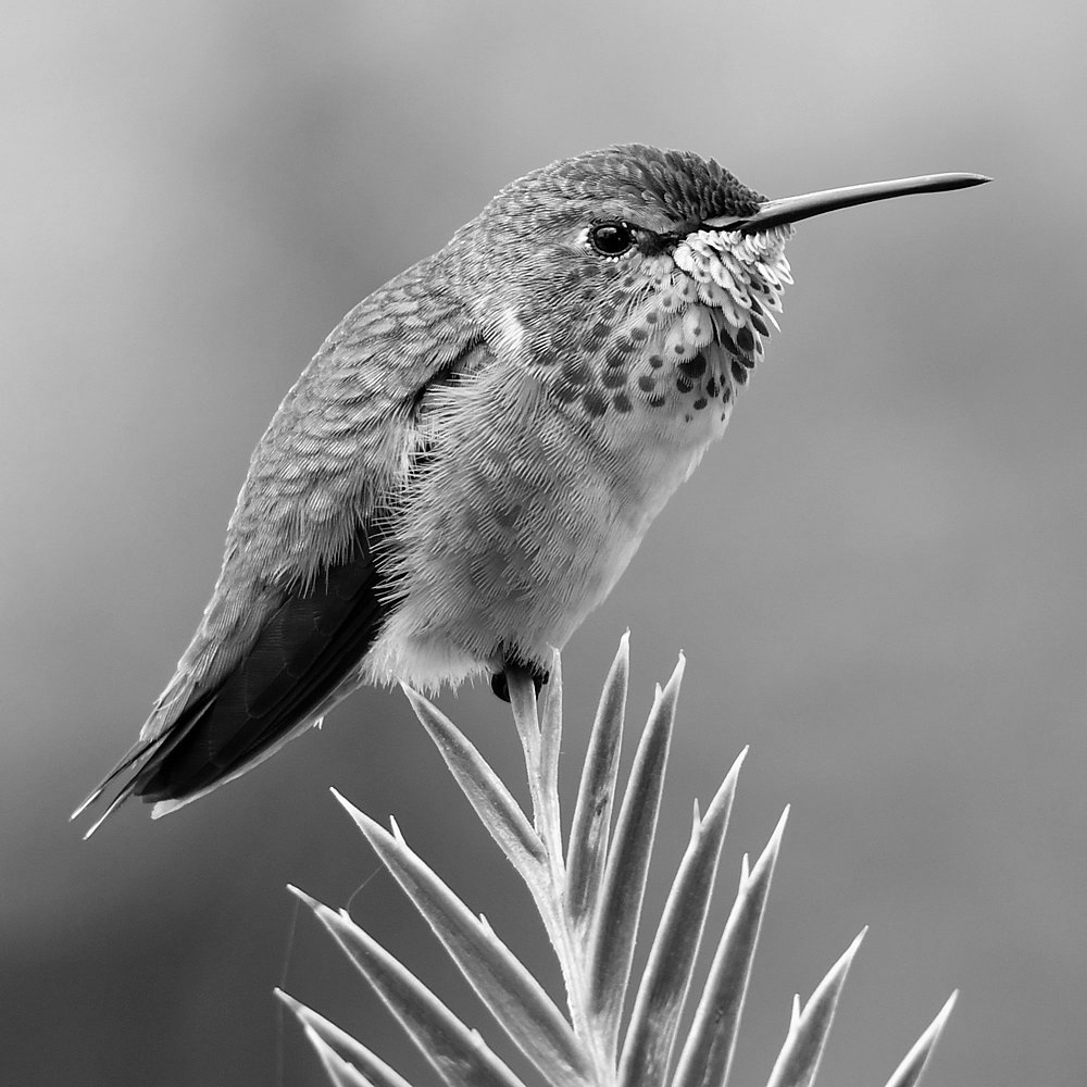 HummerBW.jpg