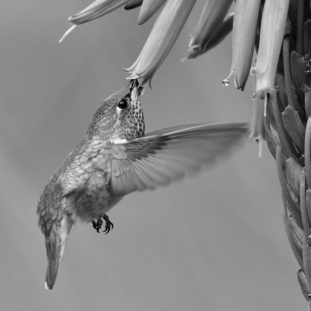 HummerBW.jpg