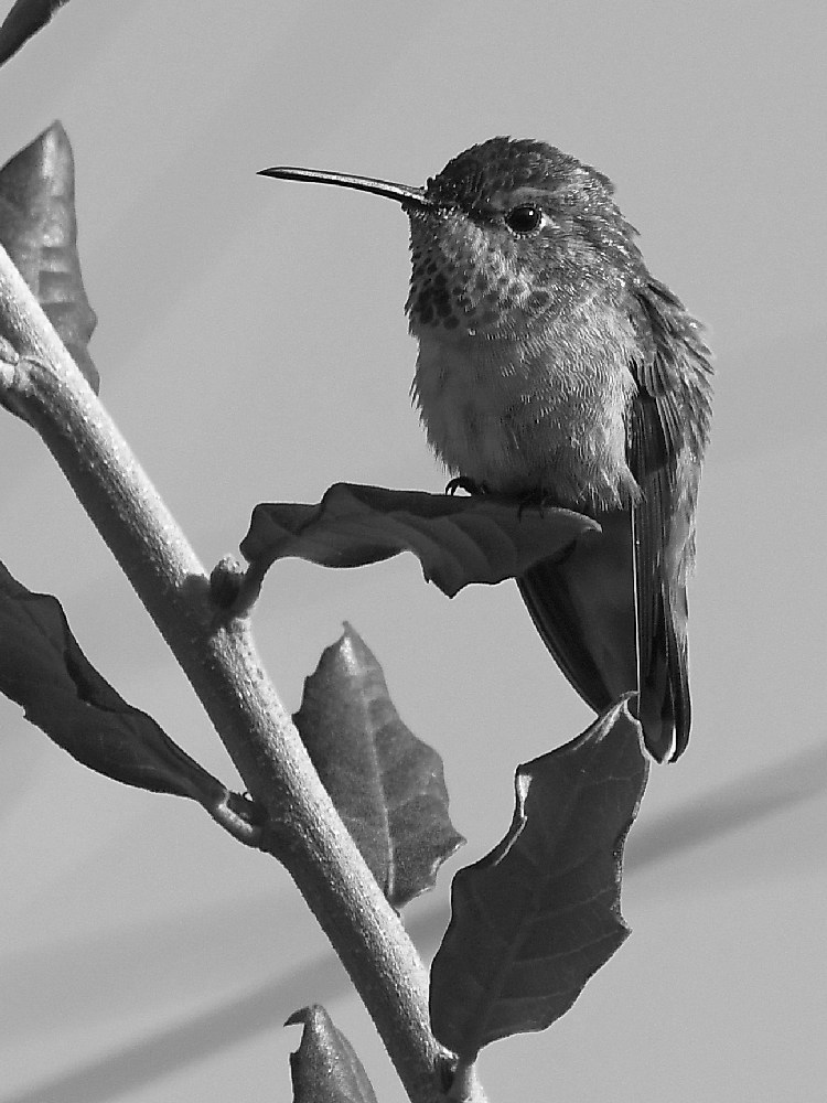 HummerBW.jpg