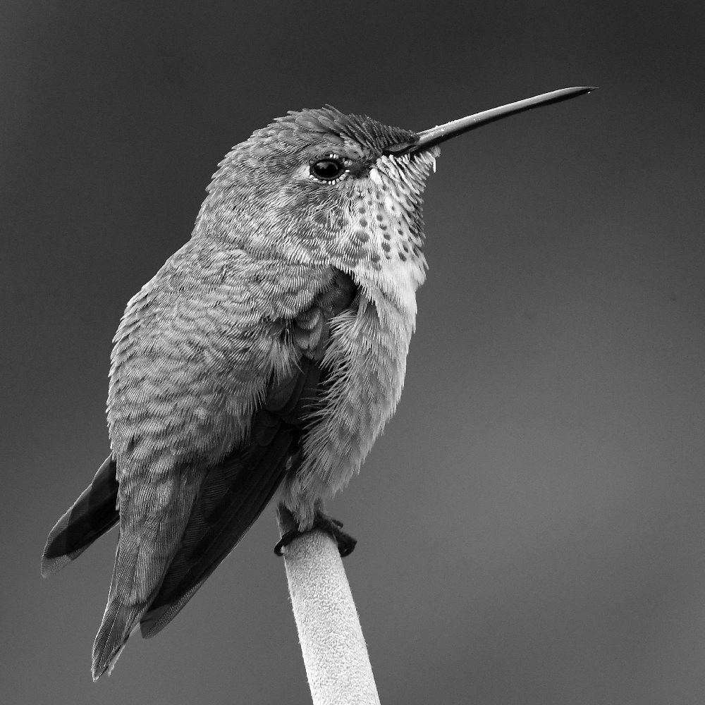 HummerBW.jpg