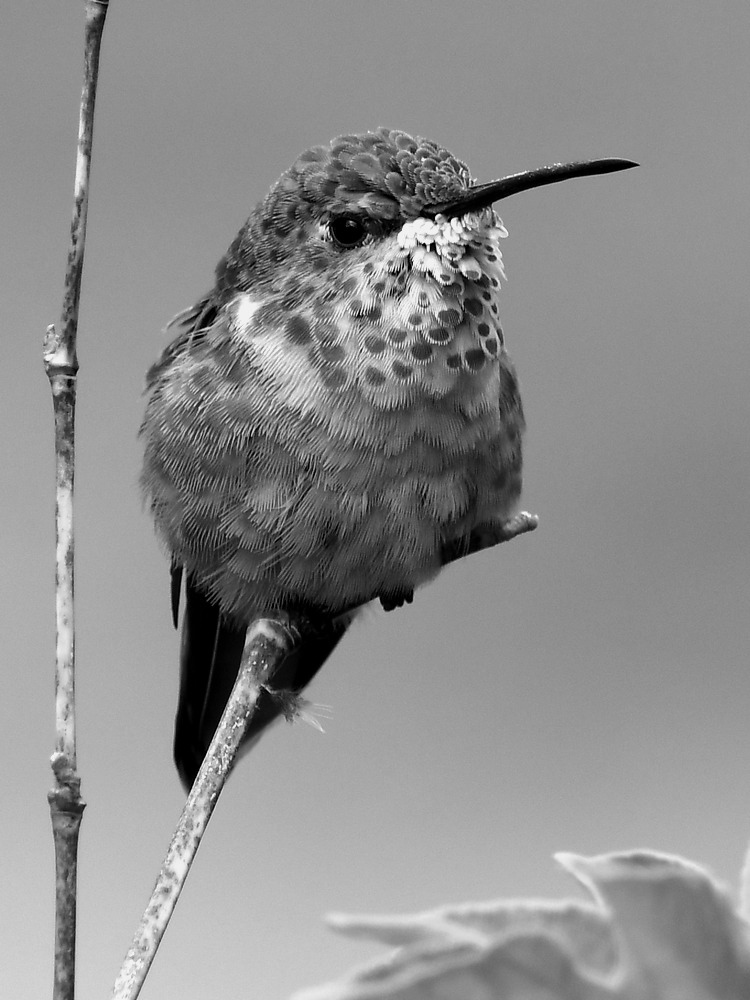 HummerBW.jpg