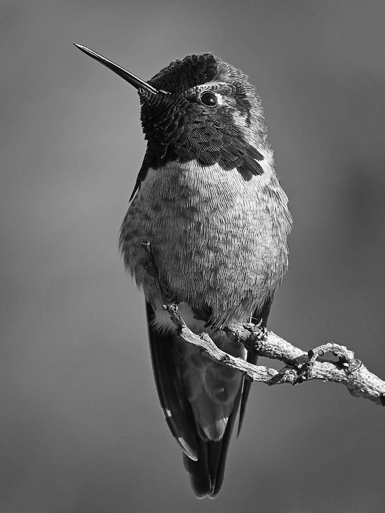 HummerBW.jpg