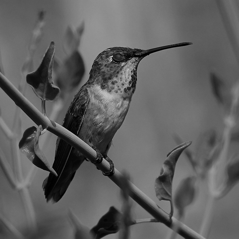 HummerBW.jpg
