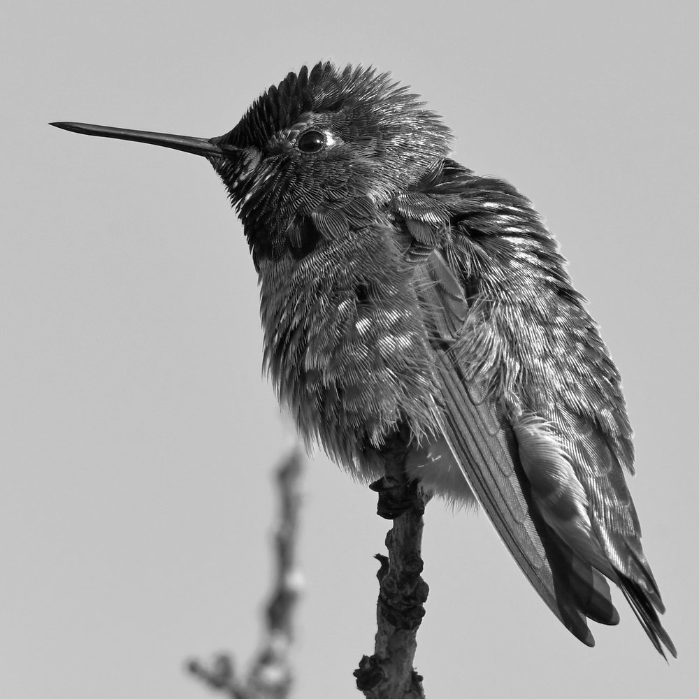 HummerBW.jpg