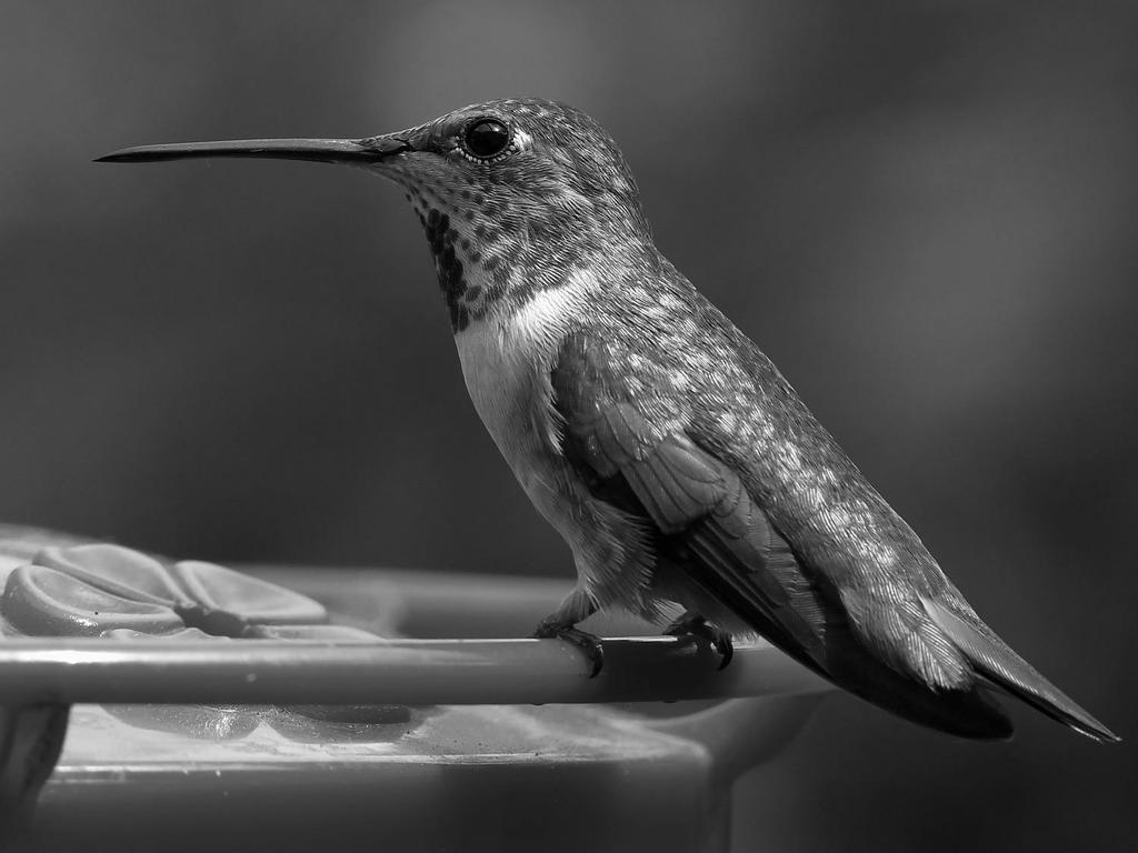 HummerBW.jpg