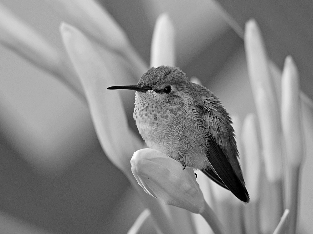 HummerBW2.jpg