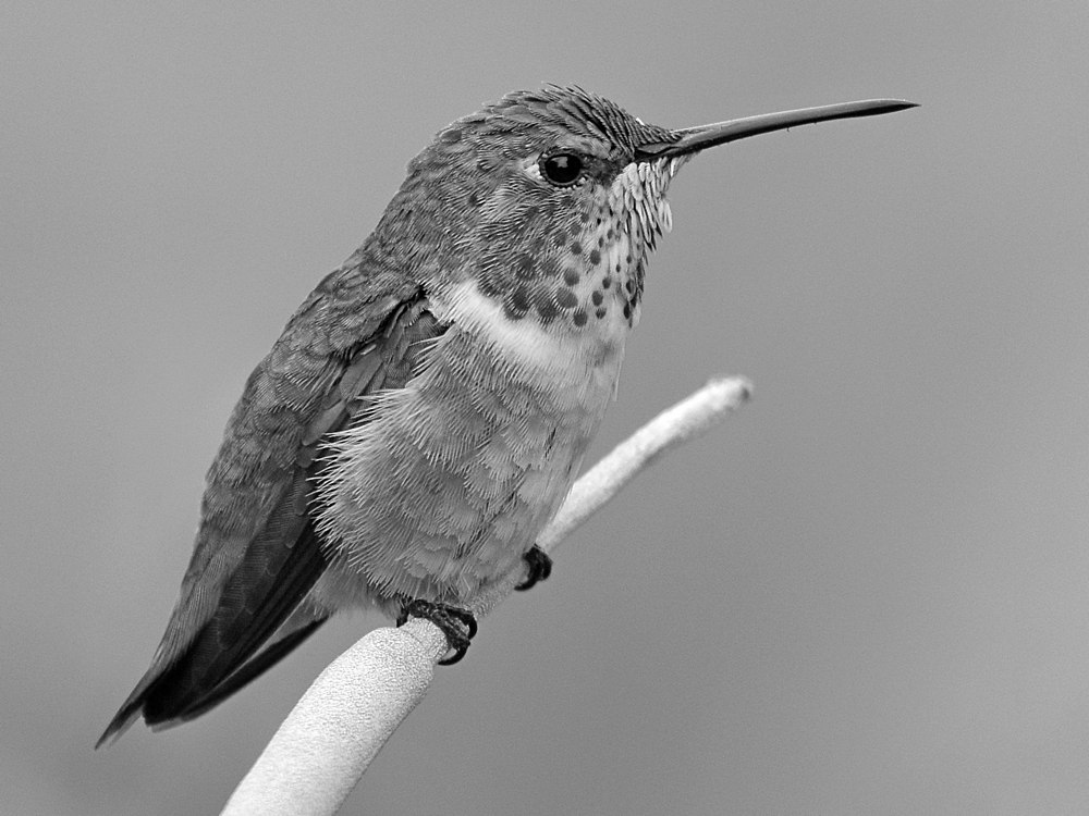 HummerBW2.jpg