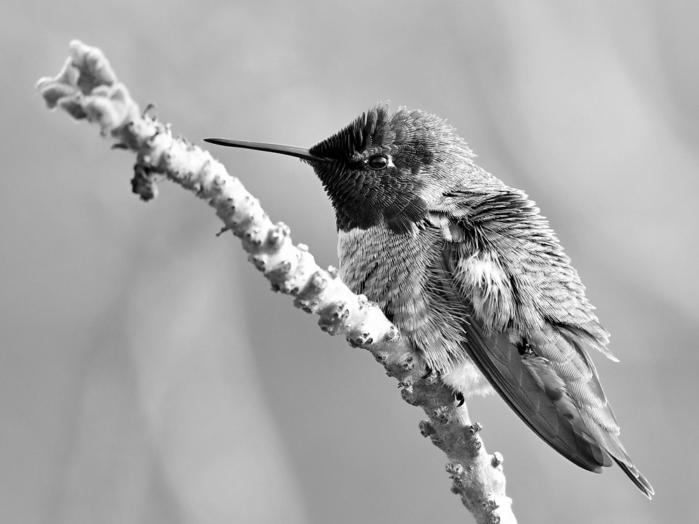 HummerBW2.jpg