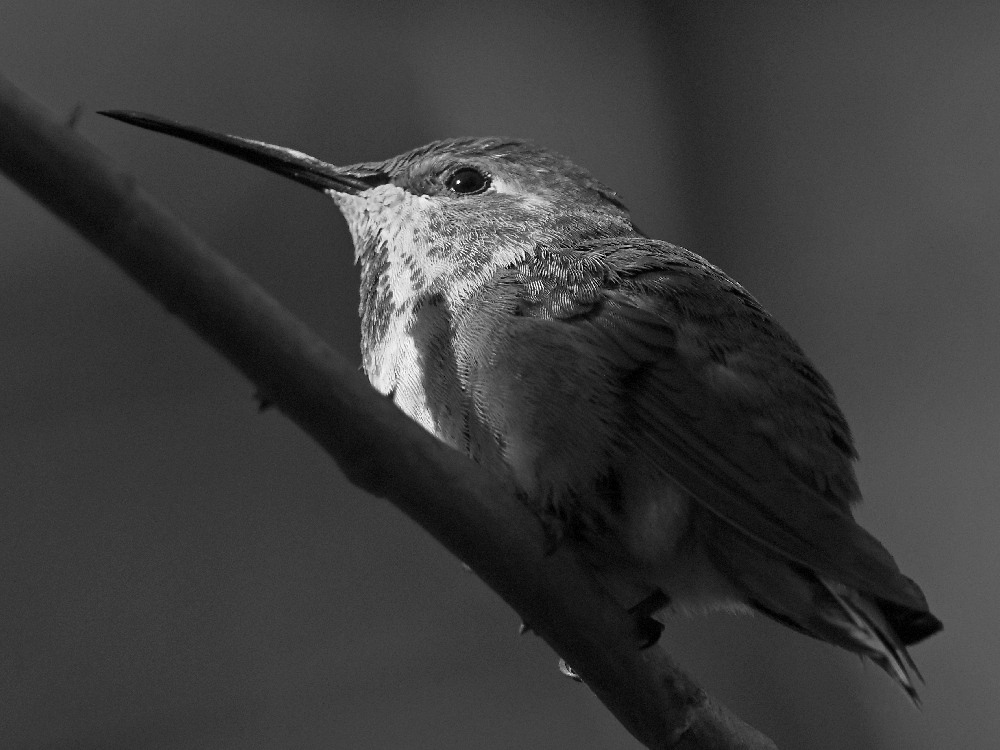 HummerBW2.jpg