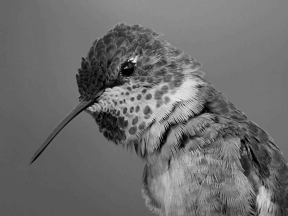 HummerBW2.jpg
