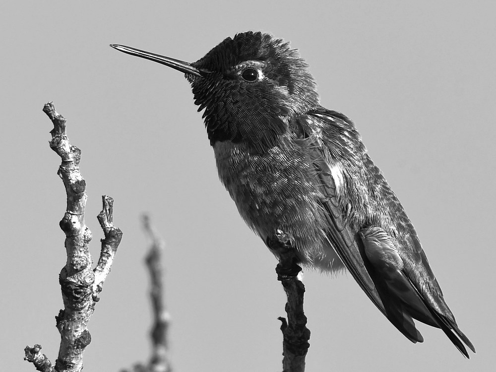 HummerBW2.jpg