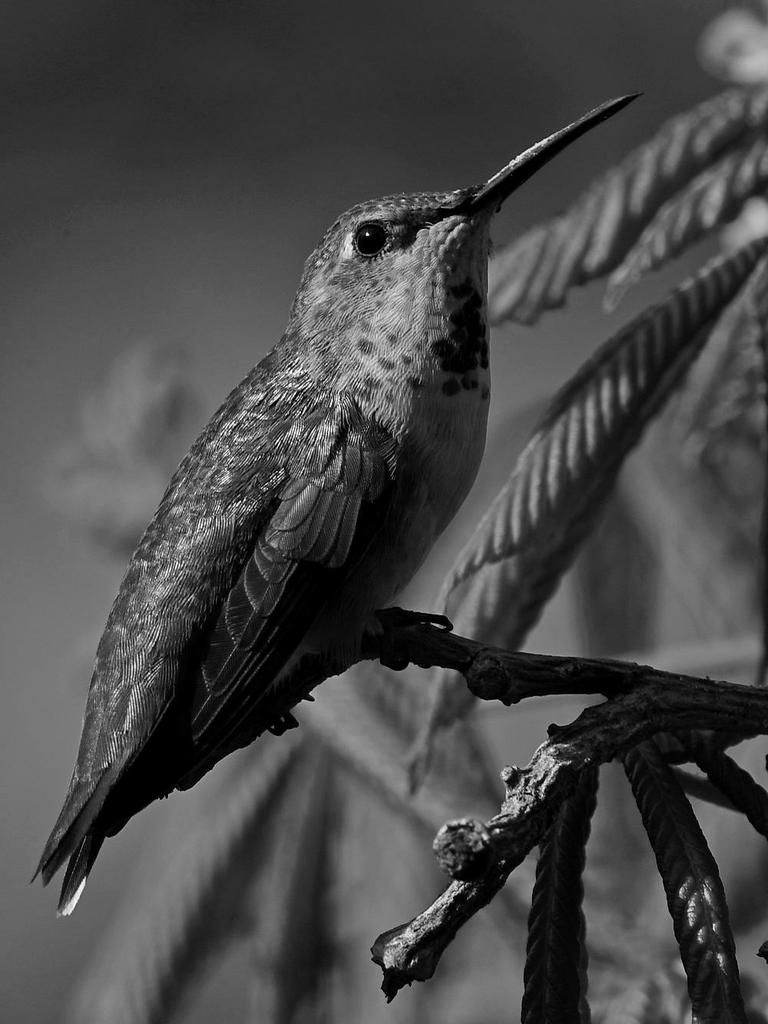 HummerBW2.jpg