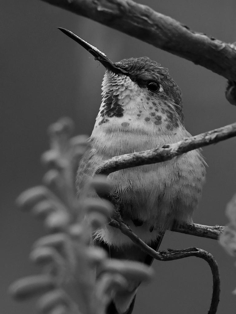 HummerBW2.jpg