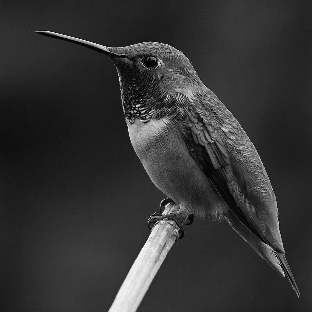 HummerBW2.jpg