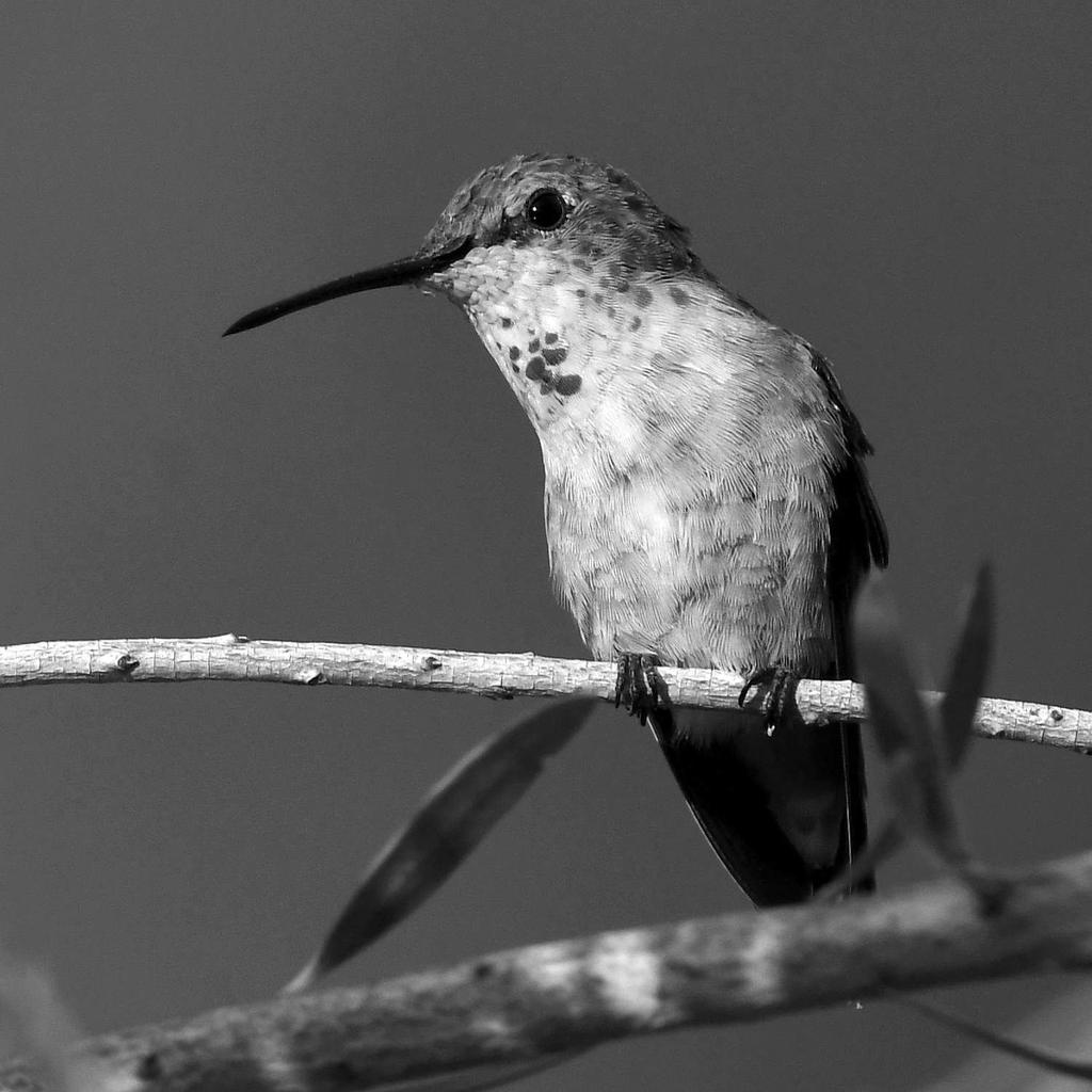 HummerBW2.jpg