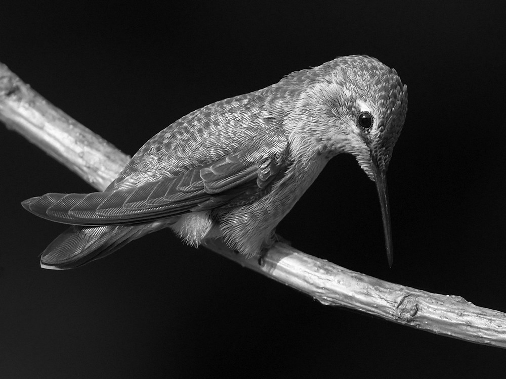 HummerBW3.jpg