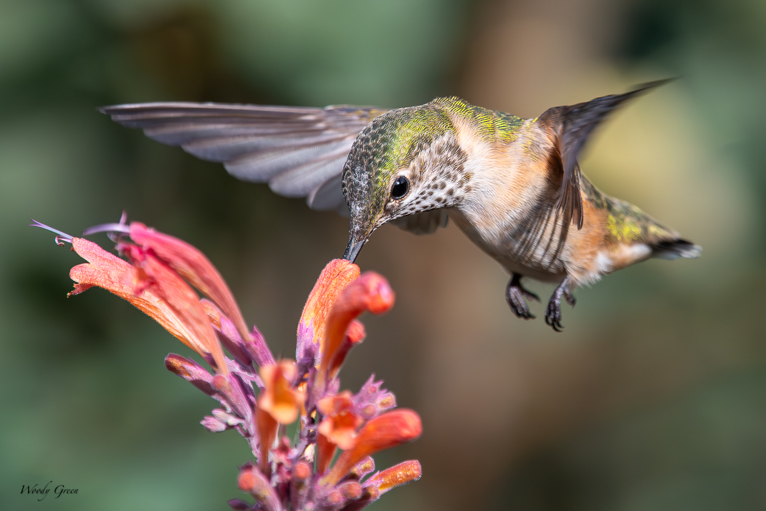 HummerFeeding-242.jpg